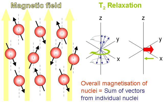 T 2 Relaxation Spins quickly de-phase Free Induction