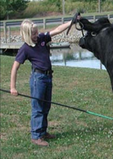 showman should stand far enough away from the animal that a complete view is