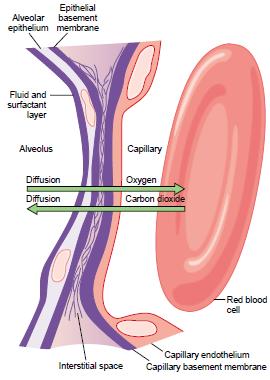 Diffusion of Gases through the Respiratory Membrane The respiratory unit: respiratory bronchioles, alveolar ducts, atria, and alveoli. Blood flows as a sheet. Respiratory membrane is 0.