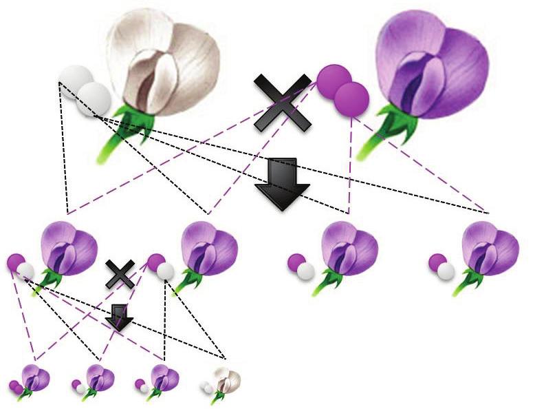 Figure 1. Mendel s pea flower crossings. The top row represents the cross between a true breeding white flower pea plant and a true breeding purple flower pea plant.