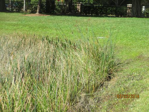 Soft rush was observed growing along the side of 11335 Wine Palm Road.