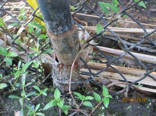 40+ feet of posts have rusted out and need to be replaced behind 7978 Tiger Palm Way v. New clamps needed behind 7984 Tiger Palm Way vi.