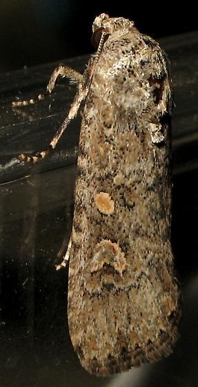 Beet Armyworm Native Southeast Asia