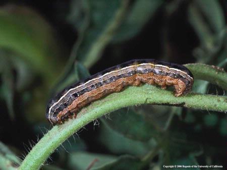 Biology continued Western Yellow Striped and Beet Armyworm 2-3 weeks until mature True Armyworm Typically 3-4 weeks