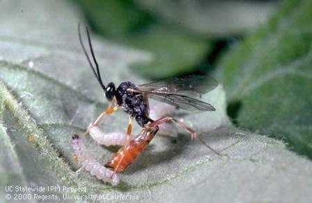 Parasites At least 10! Parasitic wasp (Hyposoter exigaue) Often manages population Doesn t kill young instars.
