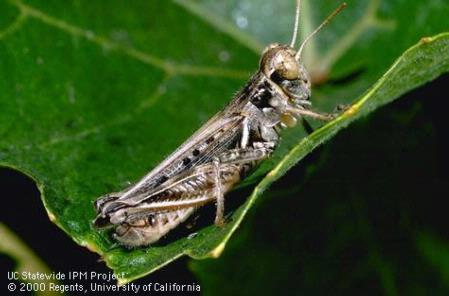 Grasshoppers Over 200 species in California Huge legs!