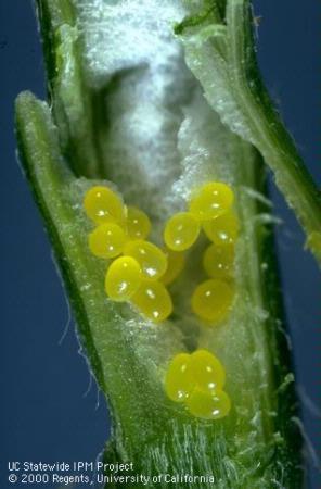 Weevil Biology Mating occurs late fall or early spring Eggs laid on stem Hatch late March early April 4 instars over 3-4 weeks