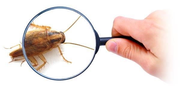 Step One Pest Identification! Books, Internet, People Knowledge!