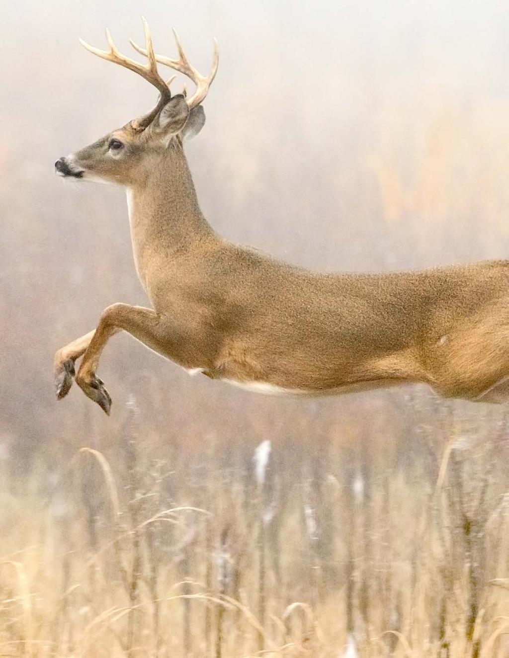 New Hampshire s deer population has more than tripled in 30 years. Here s the science behind Fish and Game s deer management success.