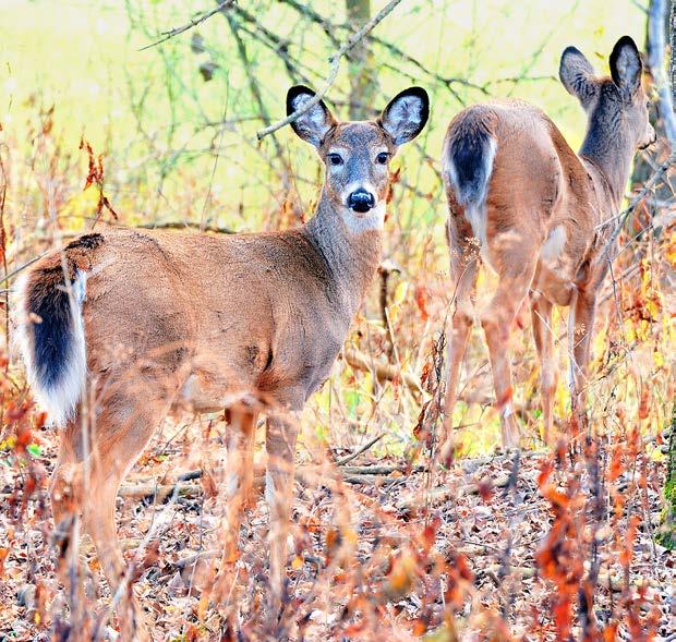 COUNTING DOE DAYS But what about the science that goes into managing the state s deer population? For that, let s start with a little basic deer biology.