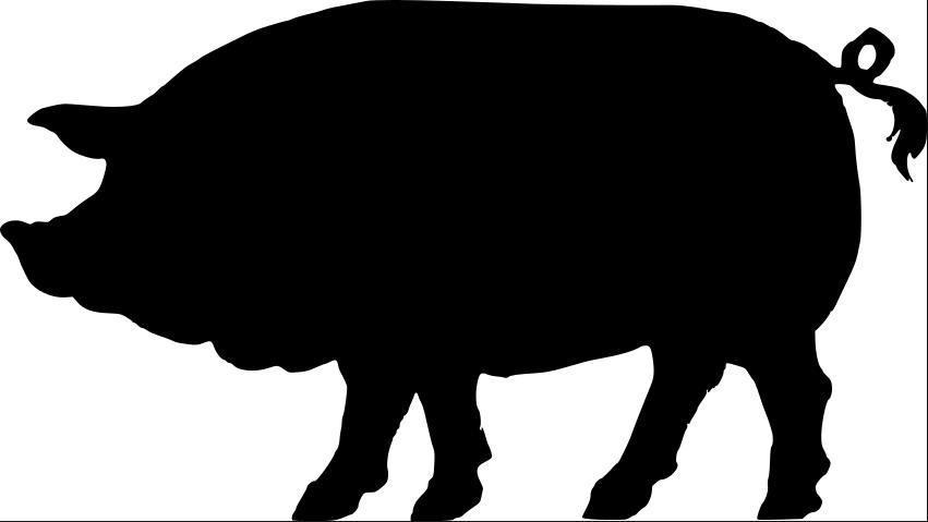 Swine Classes-Continued Breeds: A. Hampshire B. Berkshire C. Chester White D. Duroc E. Landrace F. Poland G. Spotted H. Yorkshire I. Other Purebreds J. Crossbred Gilts K. Market Gilts L.
