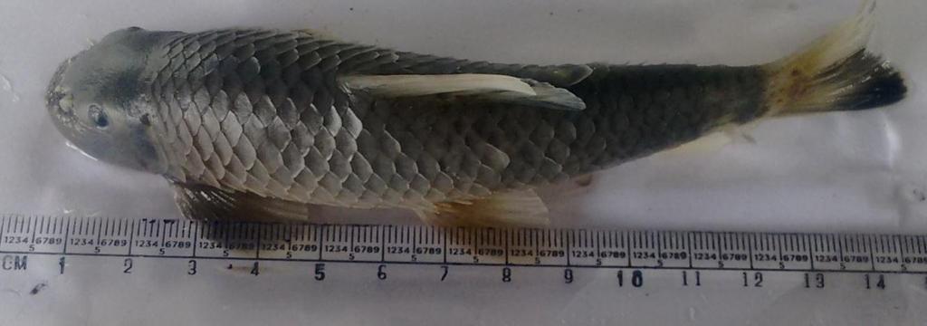 This finding was in accordance to the finding of earlier workers 8,13 who reported the cypriniformes as the most abundant group with the total fish catch of 35 percent and reported the cypriniformes