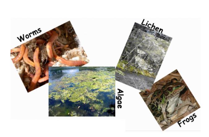 EXAMPLES OF BIOINDICATOR SPECIES: FOR EXTRA INFO ON BIOINDICATORS... GO TO HTTP://WWW.