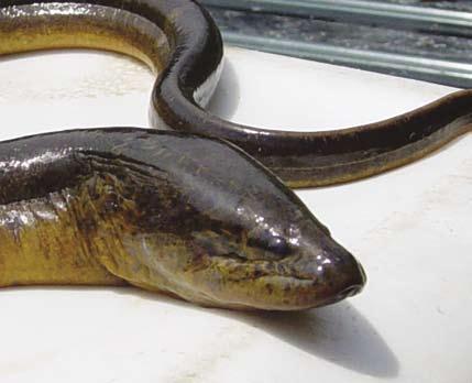 invasive ALERT Asian Swamp Eel Christopher Smith, Principal Fisheries Biologist Another aquatic invasive species was confirmed in 2008: the Asian swamp eel.