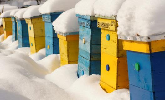 excellent opportunity to learn more about beekeeping