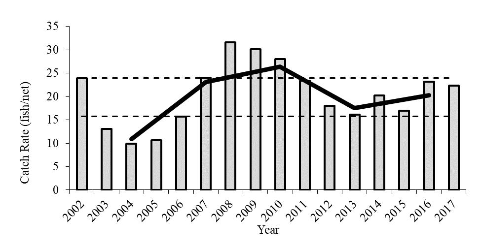 Figure 4 Catch per unit effort of Sauger in September gill nets, 2002 through 2017. Lake of the Woods, MN. Solid black line represents the three-year average from 2003-2017.