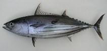 This is indicated by large landings of these species in seaports and other fish landing areas in General Santos City in South Cotabato and in Zamboanga City where a number of tuna canneries are sited.