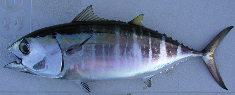 Bigeye tuna Bigeye tuna (Thunnus obesus) occurs in areas where water temperatures range from 13-29 C, but the optimum is between 17 and 22 C.