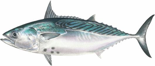 Bigeye tuna adults school at the surface in monospecies groups or mixed with other tunas, may be associated with floating objects. Adults stay in deeper waters. Eggs and larvae are pelagic.