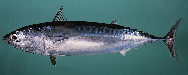 Bullet tuna Adult bullet tunas (Auxis rochei) are principally caught in coastal waters and around islands. Forms schools.