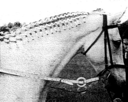Lattice or Herringbone style Plait Sport Horse / Warmblood