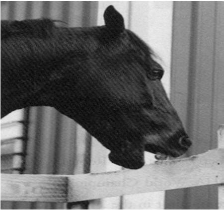 VICE DESCRIPTION CAUSES TREATMENT Cribbing Wind sucking is characterized by the horse biting onto something hard like a stall door or fence post and sucking in and swallowing air.