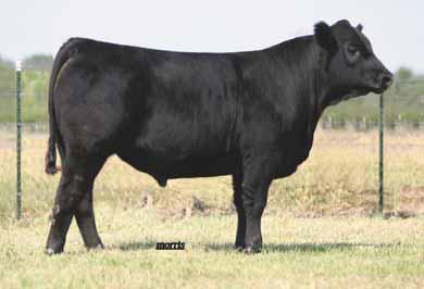 1 0.18 0.12 47 P.E. 12.01.12 to 3.15.13 to LVLS 3202U Double black and double polled. Sired by our big numbered Lim-Flex herd sire, CJLM Putnam is this 75% Lim-Flex replacement, 540Y.
