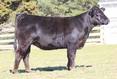 12 to LVLS Creston 9101Y Double polled and double black This BOHI Titlelist 7050T daughter is very feminine up through her front end and extremely well balanced She is structurally sound and very