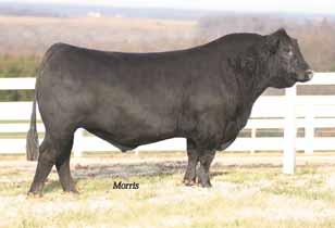 Massey Limousin donor, EXLR Rebeca 1014S, a daughter of BR Midland from LVLS Rebeca These calves will be big numbered in growth and marbling EXLR Rebeca 1014S, dam of Lot 29 embryos SEVEN EMBRYOS