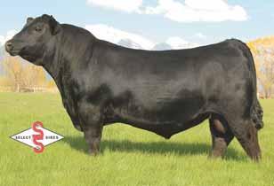 and Massey donor LCHA Resourceful 324R, a proven and extremely deep bodied daughter of JCL Lodestar 27L If you want your calves to be moderate framed, easy doing and big numbered then consider this