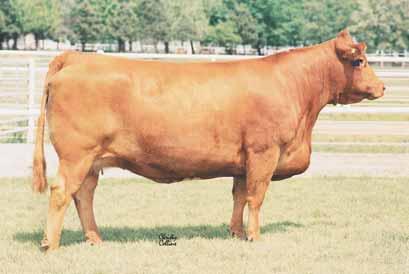 cow/calf pairs AUTO OPAL 628T PB Limousin (100) Cow AUTO 628T NPF 1873231 04.20.