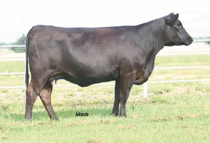 cow/calf pairs OKSU HELGA 8401 Lim-Flex (25) Cow 50 OKSU 8401U LFF 1936201 01.13.
