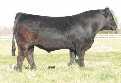 Bulls - listed oldest to youngest bulls CJLM 24Y 53 Lim-Flex (50) Bull CJLM 24Y 10.30.