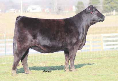 S A V Bismarck daughters and big numbered Lim-Flex fall bred heifers LOT 2 NHCA Yours Truly 316Y LOT 3 DVFC Nina 402Y NHCA YOURS TRULY 316Y 2 Lim-Flex (38) Cow NCA316Y LFF 1988428 03.08.