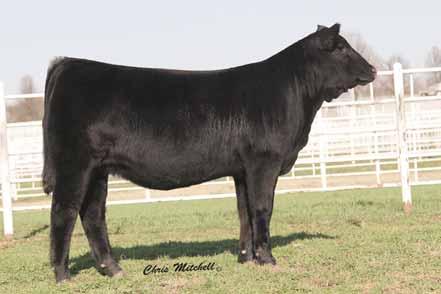 LVLS 794B YKCC IRONSIDE BULL 155NS EPDs 12-1.1 56 103 33 6 0.3-7 44-0.16 0.38 0.23 52 P 33 30 22 21 P P - P 20 19 19 19 P.E. 12.01.12 to 3.15.13 to LVLS 3202U You are going to really appreciate this black and polled 37.
