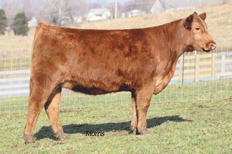 fall bred heifers Picture perfect Lim-Flex and three paternal siblings MINE 1020Y 4 LUCHT GRAND CANYON S41 TPIE LC 9347 (Red Canyon) TPIE GOLD RIB 2091 WULFS NOBEL PRIZE 3861N ARWL PLD CASHABANKA