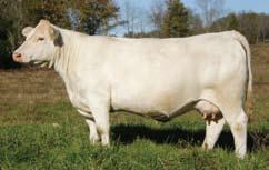 They are maternal sisters to Mead-RF X-Factor G584P, the 2009-10 AICA Show Bull of the Year and the featured sire of this sale.
