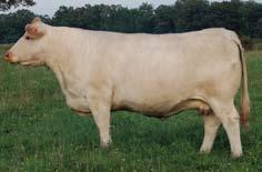 HBR Lady Performer 934 P -0.1 3.2 33 61 12 3.2 29 1.2 This young April show heifer and brood cow prospect will have many suitors on sale day.