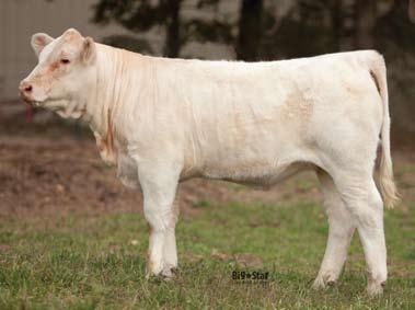 Duke 914 Pld VCR Miss Perfect 251 Pld 0.8 2.2 31 58 0 6.0 16 0.6 An opportunity to purchase the right to flush this young, exciting donor. She has the phenotype and pedigree desired by most breeders.