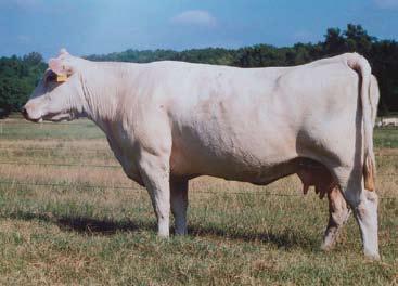 Ms Bud 418 Cow Family Hamm Mogo U23 Sire of Lot 22A RC Ms Bud 418 Dam of Lots 22, 23 and 24 22 Bar5 Ms Preview 418 P ET march 6, 1999 polled F858790 WCR Sir Fab Mac 809 WCR Sir Fa Mac 2244 WCR Miss