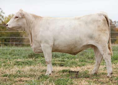 Chinook 8052 Keys Tads Lady 9124Y 6.0-0.6 11 32 9 5.2 15 0.6 Due to calve May 7, 2013, to Mead-RF X-Factor G584 P.