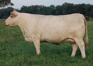 39 Selling Choice of ET Calves From donor dam: Three Trees Vanessa 3849 ET As a unique sale feature Ridder Farms will offer buyer s choice of one calf, a heifer or a bull, from a great set of ETs