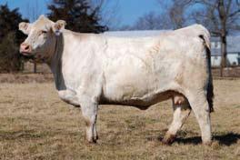 Two full sibs to the high-selling percentage heifer and steer from last year s 2011 Showgirls Sale.