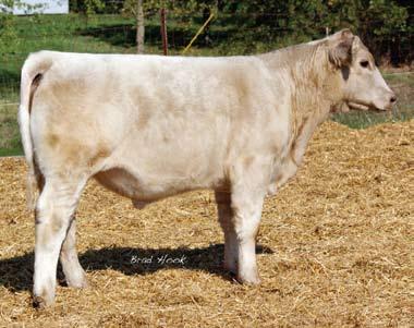 He is sired by the infamous Monopoly and is out of our Show Bull of the Year s dam, Ms Ashlee. Monopoly stamps them and makes some of the very best Charolais crosses.