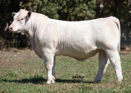 A herd sire prospect that could potentially be a popular AI sire throughout the breed!
