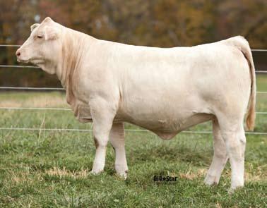 3 21 NA Here is one of Derek Ridder s favorite heifers in the sale. Another X-Factor and out of a really good Cigar female.