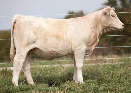 LOT 5A RF Greta 96Z P february 20, 2012 polled ef1154618 5a LT Wyoming Wind 4020 Pld HFCC Thomas Oahe Wind 0772 ET P Thomas Ms Camelot 5646 TR Mr Fire Water 5792R ET M704588 Thomas Swisser Sweet 1764