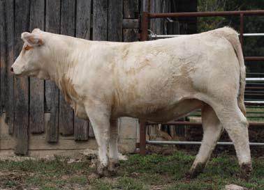 7 26 49 6 5.8 19 1.1 A nice yearling heifer with a breed-leading pedigree to boot. Her dam is a full sister to Creek Cut Greta 576 P ET, the high-selling donor in last year s Showgirls Sale.