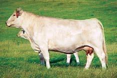 The 1103 donor was very successful for the Lehman Charolais program and was able to produce females that were competitive in the purebred and composite show rings.