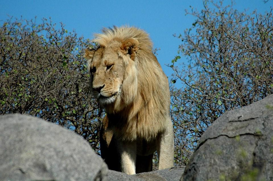 P AGE 4 Photo courtesy of Jack Derby The majestic lion surveying his territory atop a kopje.